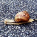 un escargot.