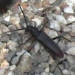 un insecte