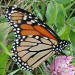 un papillon