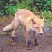 un renard